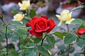 Festa delle rose_32